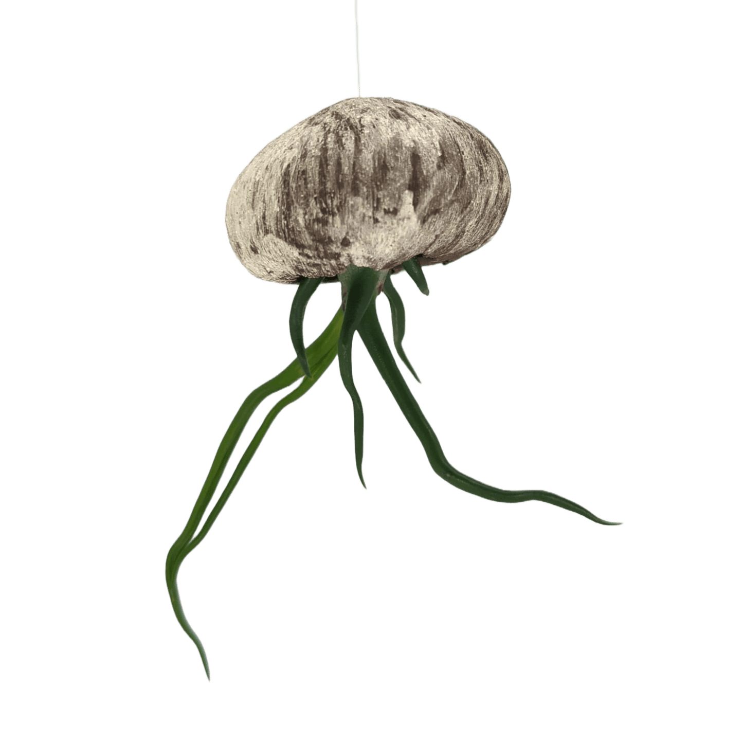 jellyfish - Mud and Plants