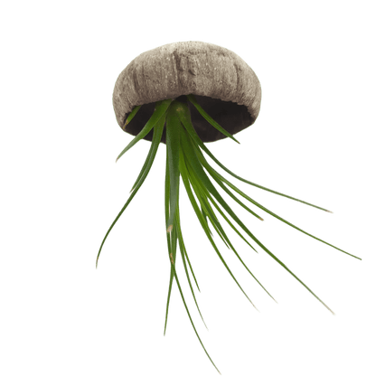 jellyfish - Mud and Plants